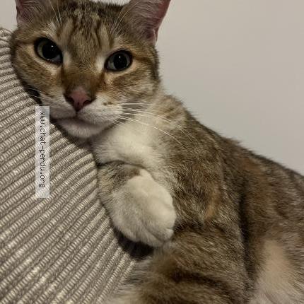 Photo 1/2 Chat retrouvé Perdu à Bagnolet