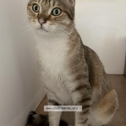 Photo 2/2 Chat retrouvé Perdu à Bagnolet