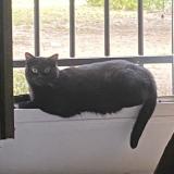 Photo de chat perdu à Sartrouville