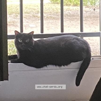 Photo 1/1 luna Chat perdu à Sartrouville