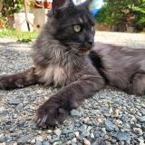 Photo de chat perdu à Saint Maixent L Ecole