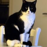 Photo de chat perdu à Guilvinec