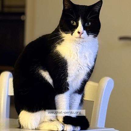 Photo 1/1 Tyx Chat perdu à Guilvinec