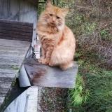 Photo de chat perdu à Gieres