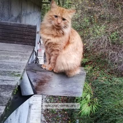 Photo 1/1 Ryjik Chat perdu à Gieres