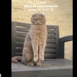 Photo de chat perdu à St Quentin