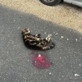 Photo de chat trouvé à Isles Les Villenoy