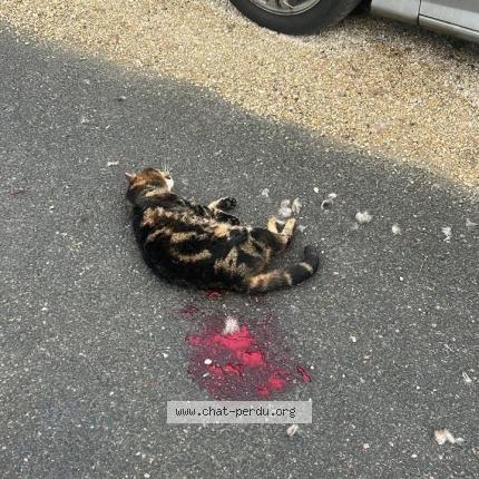 Photo 1/1 Chat trouvé Trouvé à Isles les villenoy