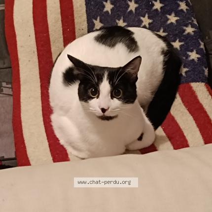 Photo 1/1 Domino Chat perdu à Saint martin lacaussade