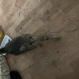 Photo de chat trouvé à Estaires