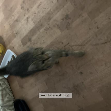 Photo 1/1 Chat trouvé Trouvé à Estaires