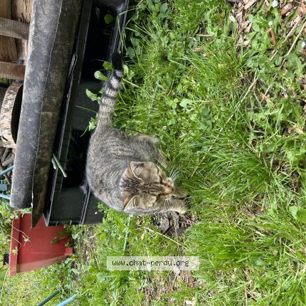 Photo 1/1 Chat trouvé Trouvé à Estaires