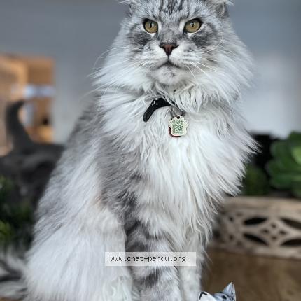 Photo 1/1 Sultan Chat perdu à Laval