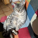 Photo de chat perdu à Alluy