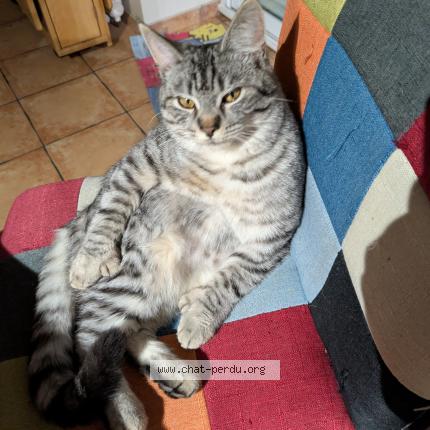 Photo 1/1 Zia Chat perdu à Alluy