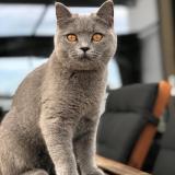 Photo de chat perdu à Chezard Saint Martin