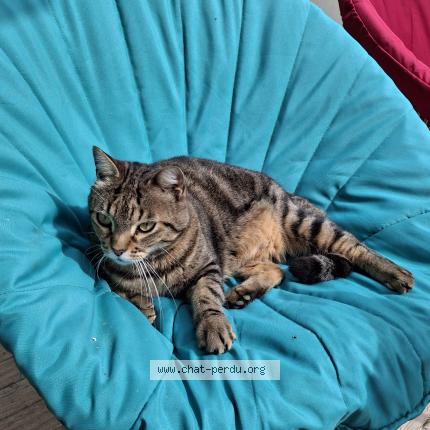 Photo 1/1 Ramsès Chat perdu à La rochelle