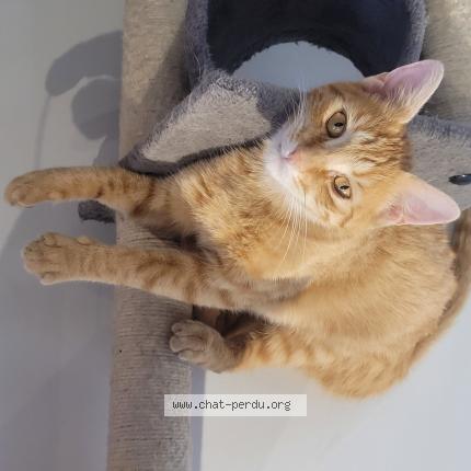 Photo 1/1 Chat retrouvé Perdu à Caissargues