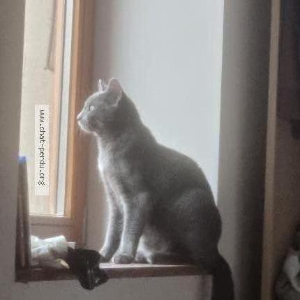 Photo 1/1 Kira Chat perdu à Briord