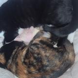 Photo de chat perdu à Altorf