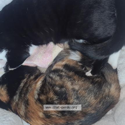 Photo 1/1 ONYX Chat perdu à Altorf