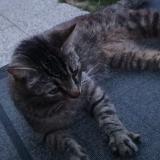 Photo de chat perdu à Maze Milon