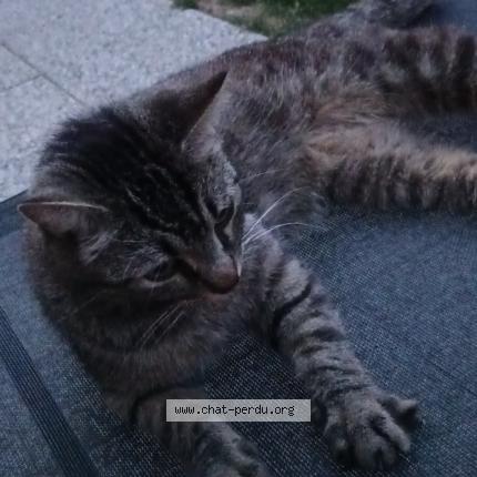 Photo 1/1 MOUMIT Chat perdu à Maze milon