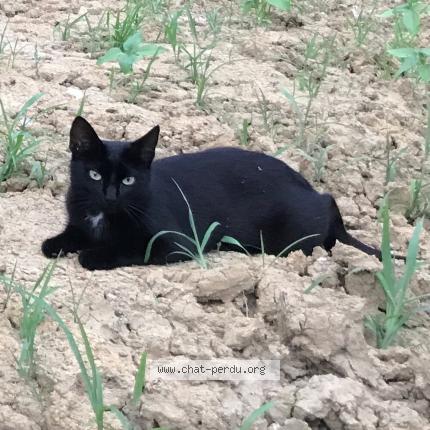 Photo 1/1 Chat retrouvé Perdu à Segalas