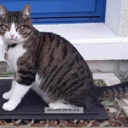 Photo 1/1 GRISOU Chat perdu à Cande sur beuvron