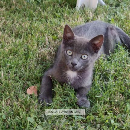 Photo 1/1 Simba Chat perdu à Metz
