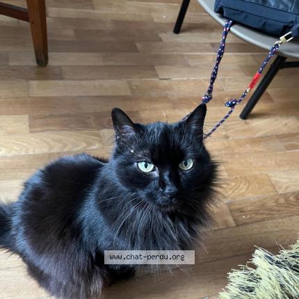 Photo 1/1 Izzy Chat perdu à Paris