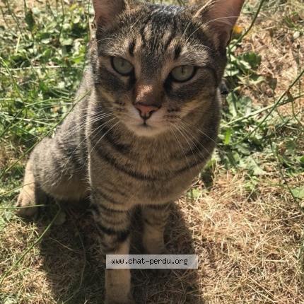 Photo 1/1 Junior Chat perdu à Nantes