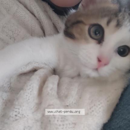 Photo 1/1 Auly Chat perdu à Buc