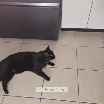 Photo 1/1 NAPOLEON Chat perdu à Bouillargues