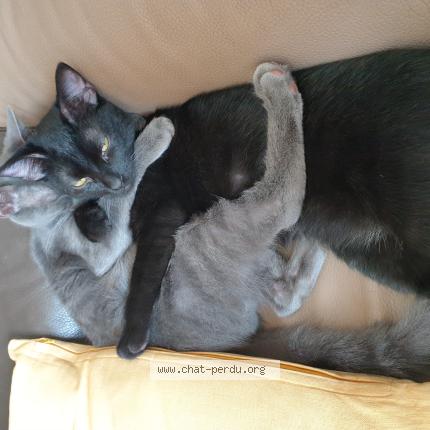 Photo 1/1 Mowgli Chat perdu à Capestang