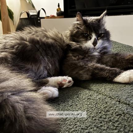 Photo 1/1 Moon Chat perdu à Talence