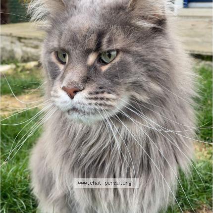 Photo 1/1 Neïko Chat perdu à Condren