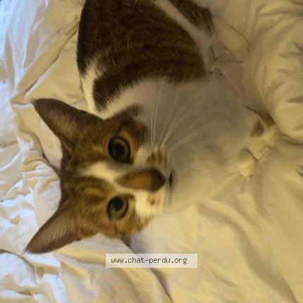 Photo 1/1 Kucing Chat perdu à La bresse