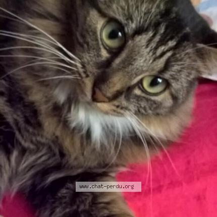 Photo 1/1 Kyra Chat perdu à Royer