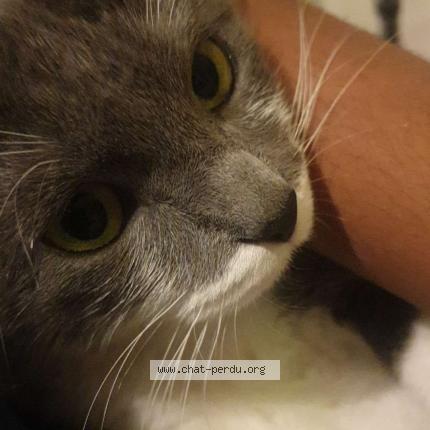 Photo 1/1 Minou Chat perdu à Colombes