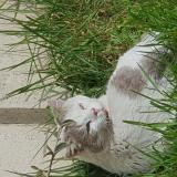 Photo de chat trouvé à Hornaing