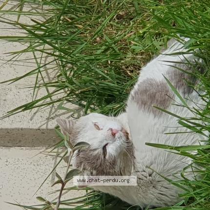 Photo 1/1 Chat trouvé Trouvé à Hornaing