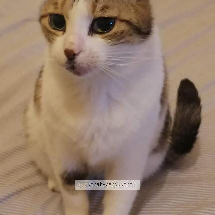 Photo 1/1 daysie Chat perdu à Marseille 05