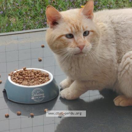 Photo 1/1 Chat trouvé Trouvé à Faches thumesnil