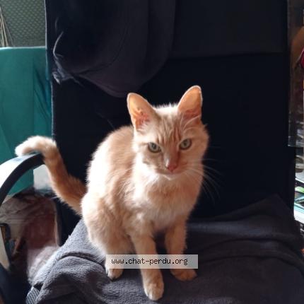 Photo 1/1 Mimi Chat perdu à Bourgoin jallieu
