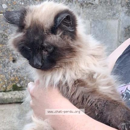 Photo 1/1 Chat trouvé Trouvé à Villeneuve