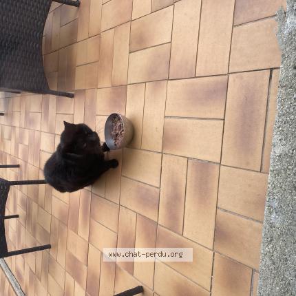 Photo 1/1 Chat trouvé Trouvé à Saint gratien