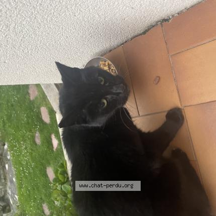 Photo 1/3 Chat trouvé Trouvé à Saint gratien