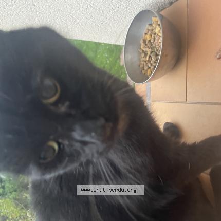 Photo 2/3 Chat trouvé Trouvé à Saint gratien