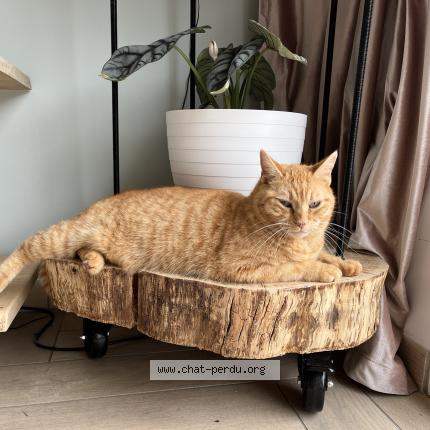 Photo 1/1 DEXTER Chat perdu à Lagorce